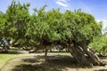 Tree bowed by the wind at the seaside San Diego, California, USA