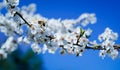 Tree brach full of flowers with bee on it