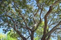 Tree braches and leaves soaking up sunlight in Laguna Woods, Caliornia