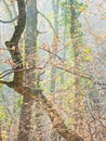 Tree braches on a morning sunlight at late autumn in Kosutnjak forest, Belgrade