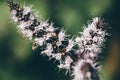 Tree branch abloom natural background