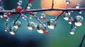 Dreamy Water Drops On Tree Branches Wallpaper