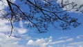 Tree branch against blue sky Royalty Free Stock Photo