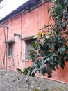 Tree branch against an old grunge weathered building with red walls Royalty Free Stock Photo