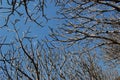 Tree branch against sky. Royalty Free Stock Photo