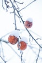 Tree branch with apples covered by snow in frozen garden on white sky background. Frozen red apple in the garden Royalty Free Stock Photo