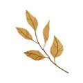 Tree branch with autumn brown leaves. Hand-drawn twig of fall foliage plant. Botanical element isolated on white