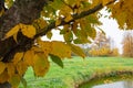 Tree branch with autumn leaves on the background of a green lawn pond and bushes