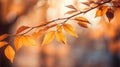 a tree branch with autumn leaves, a visual ode to the changing season. Royalty Free Stock Photo