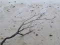 Tree branch on the beach