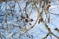 Tree branch with black alder seed cones and catkins, bare twig in winter forest sunrise, desolate skiing and hiking route on lake