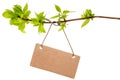 Tree branch with blank tag,isolated Royalty Free Stock Photo