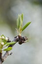 A tree branch with blooming leaves and flower buds in close-up on a blurry background. Cherry, apricot, apple, pear, plum or Royalty Free Stock Photo