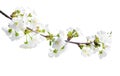 tree branch with blossom. cherry tree in spring. garden in spring. isolated tree branch with blooming. Royalty Free Stock Photo