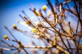 Tree branch blossom