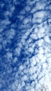 Tree branch and blue sky with white fluffy cloud Royalty Free Stock Photo