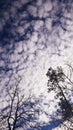 Tree branch and blue sky with white fluffy cloud Royalty Free Stock Photo