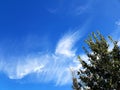 Tree branch and blue sky with white fluffy cloud Royalty Free Stock Photo