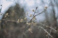 Tree branch on a blurred background Royalty Free Stock Photo