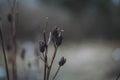 Tree branch on a blurred background Royalty Free Stock Photo