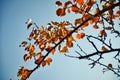 Tree branch with bright orange autumn leaves on blue sky background Royalty Free Stock Photo