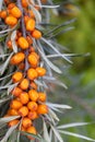 Tree branch with berries of sea buckthorn on blurred background, vertical view Royalty Free Stock Photo