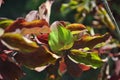 Tree branch with bright red and green  leaves close up detail on soft blurry background, sunny autumn day Royalty Free Stock Photo