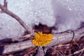 Tree branch with bright yellow moss, on background of dry grass covered with melting snow, texture close up detail Royalty Free Stock Photo