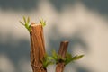 Tree branch with bud, embryonic green leave shoot. gray abstract