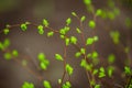 Tree branch with buds background, spring. image spring tree branch on gentle soft background outdoors. Floral background Royalty Free Stock Photo