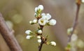 A tree branch with buds and blooming white flowers. Cherry, apricot, apple, pear, plum or sakura blossoms. Close-up on a blurry Royalty Free Stock Photo