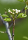 A tree branch with buds and blooming white flowers. Cherry, apricot, apple, pear, plum or sakura blossoms. Close-up on a blurry Royalty Free Stock Photo