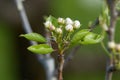 A tree branch with buds and blooming white flowers. Cherry, apricot, apple, pear, plum or sakura blossoms. Close-up on a blurry Royalty Free Stock Photo