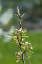 A tree branch with buds and blooming white flowers. Cherry, apricot, apple, pear, plum or sakura blossoms. Close-up on a blurry Royalty Free Stock Photo