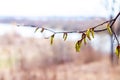 Tree branch with buds, earrings near the river in spring Royalty Free Stock Photo