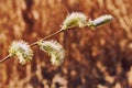 Tree branch with buds in the sun. Flowering willow branch in the spring. Spring landscape on the background of reeds Royalty Free Stock Photo