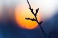 Tree branch with buds on sunset background