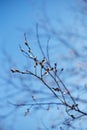 Tree branch close-up on a blurry background of bright blue sky