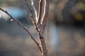 Tree branch closeup with spider web strings