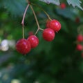 Tree branch with colorful autumn leaves and red berries close-up. Autumn background. Beautiful natural strong blurry Royalty Free Stock Photo