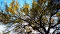 Tree branch that contrasts dark branches with their small yellow flowers and the sky blue and white background