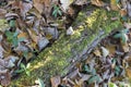 Tree branch covered in green moss lying on autumn d leaves ground surface filled frame top view close up wallpaper background Royalty Free Stock Photo