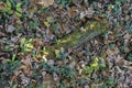 Tree branch covered in green moss lying on autumn d leaves ground surface filled frame top view close up wallpaper background Royalty Free Stock Photo