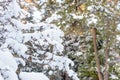 Tree branch covered with heavy snow