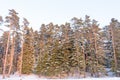 Tree branch covered with heavy snow