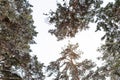 Tree branch covered with heavy snow