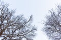 Tree branch covered with heavy snow