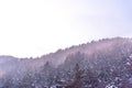 Tree branch covered with heavy snow