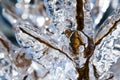 Tree Branch Covered in Ice Royalty Free Stock Photo