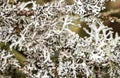 A tree branch covered with leafy foliose lichens and shrubby fruticose lichens